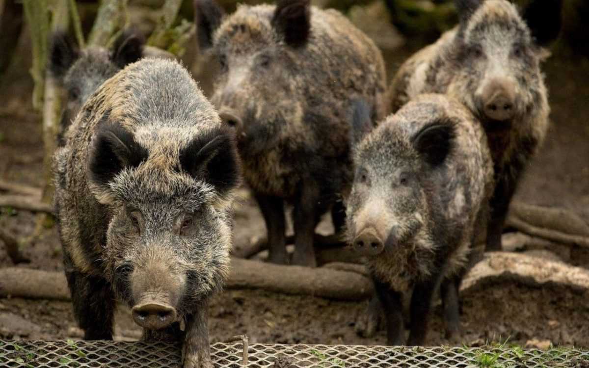 Αποζημιώσεις θα λαμβάνουν από τον ΕΛΓΑ οι αγρότες των οποίων οι καλλιέργειες υφίστανται καταστροφές από τ’ αγριογούρουνα