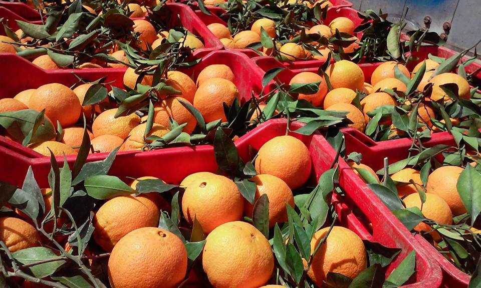 Επείγει η λήψη μέτρων στήριξης για τους Ηπειρώτες παραγωγούς εσπεριδοειδών