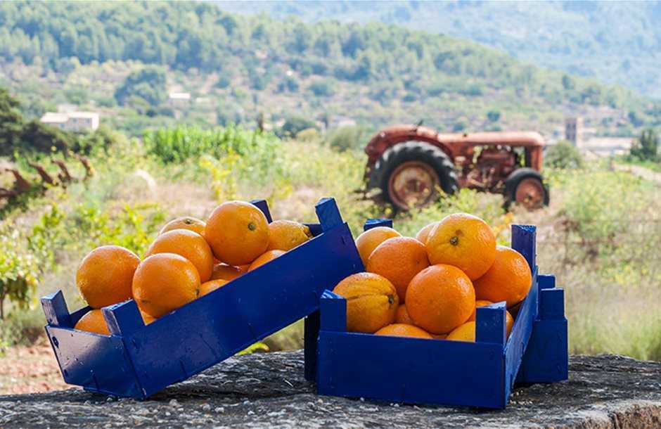 Πορτοκάλια και μανταρίνια μένουν απούλητα στην Θεσπρωτία – Χωρίς σχέδιο… και στο έλεος του κράτους οι παραγωγοί εσπεριδοειδών 