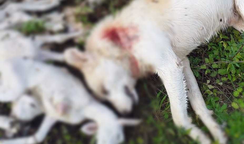 Αποτρόπαιο έγκλημα με πυροβολημένο σκύλο και νεκρά αρνάκια σε χωριό των Ιωαννίνων