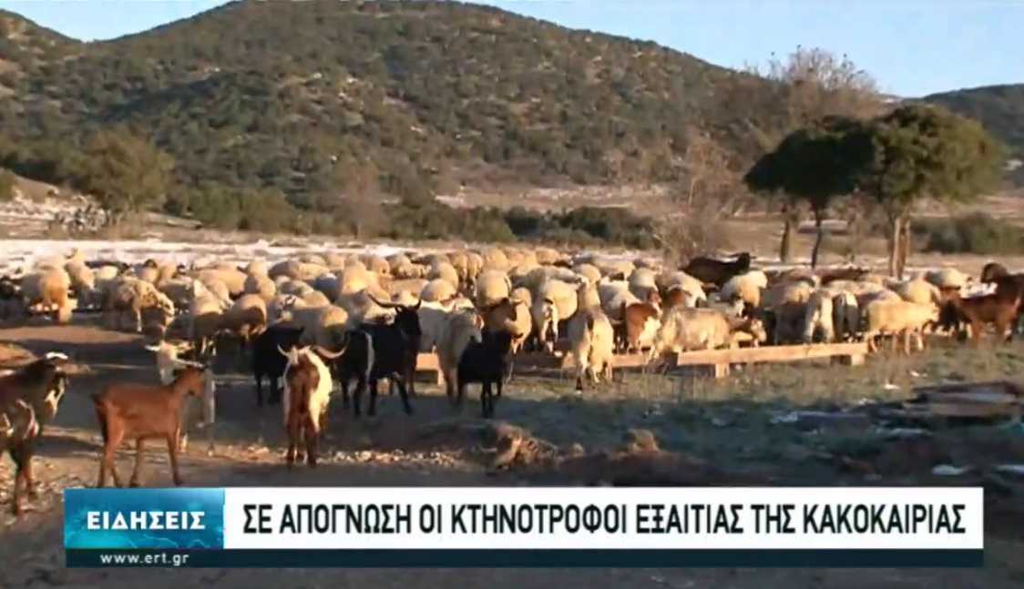 Σε απόγνωση οι αγρότες – Αυξήθηκε το κόστος παραγωγής των κτηνοτρόφων λόγω κακοκαιρίας |