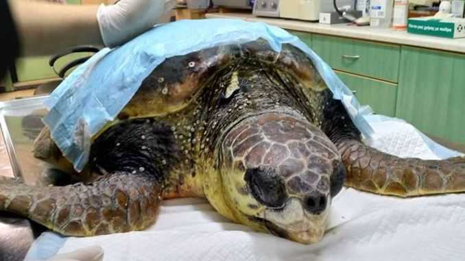 Στις εγκαταστάσεις του “Αρχέλων” η νεαρή χελώνα “Άριελ” από την Πάργα
