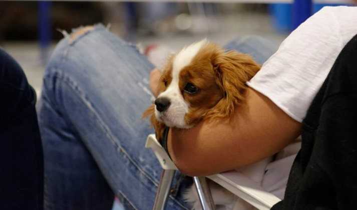 Νομοσχέδιο για τα ζώα: Ζευγάρωμα ΜΟΝΟ με άδεια, μαζικές στειρώσεις, απαγόρευση πώλησης σε Pet Shop, όλα τα ζώα θα καταγράφονται