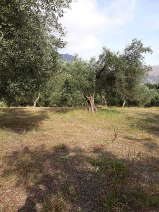 Πωλείται οικόπεδο 2,600 τ.μ με 70 ελιόδεντρα στο χωριό Αηδόνι δήμου Πάργα