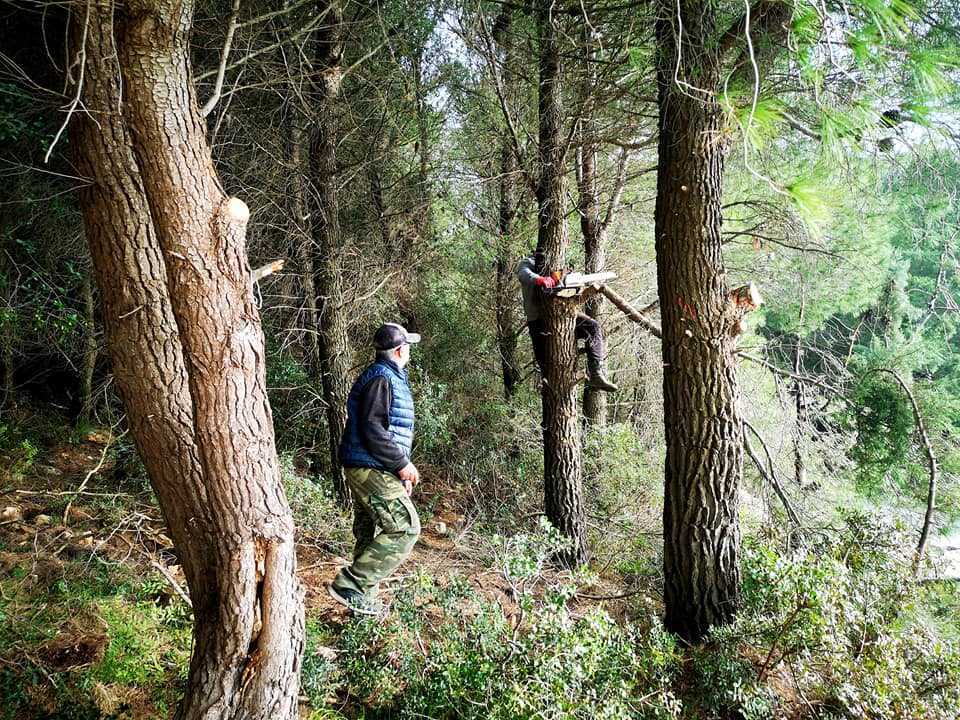 Πάργα: Καθαρισμό και ανάπλαση του δάσους στην Αγιάς