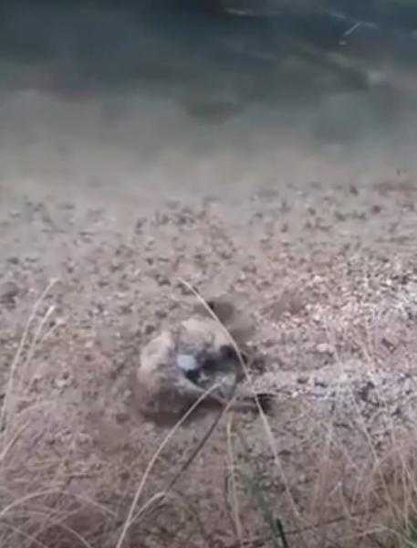 Νεκρό ζώο στον Κωκυτό ποταμό (Βίντεο)