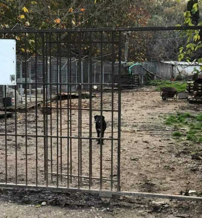 Πρέβεζα: Η «Παρέμβαση Για Τα Ζώα» μήνυσε τον Δήμαρχο Ν. Γεωργάκο και τον Αντιδήμαρχο Γρ. Κουμπή