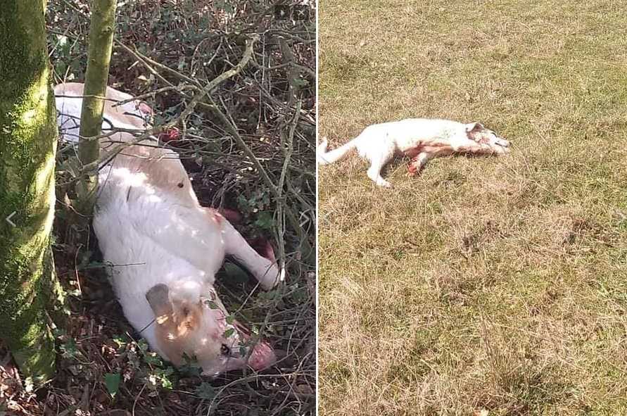 Ιωάννινα: Κυνηγός πυροβόλησε και σκότωσε δύο αδέσποτα σκυλιά