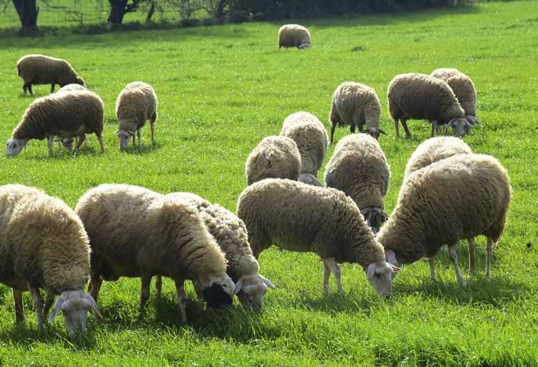 Ξεκίνησε το πρόγραμμα διαχείρισης νεκρών ζώων 2021 στην Ήπειρο