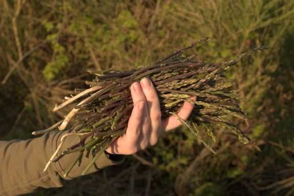 Άρχισαν να μαζεύουν άγρια σπαράγγια οι κάτοικοι του Φαναρίου 