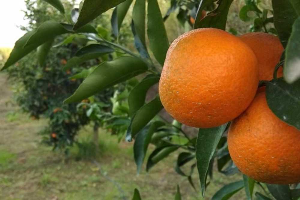 Αποζημιώσεις σε εσπεριδοπαραγωγούς της Άρτα