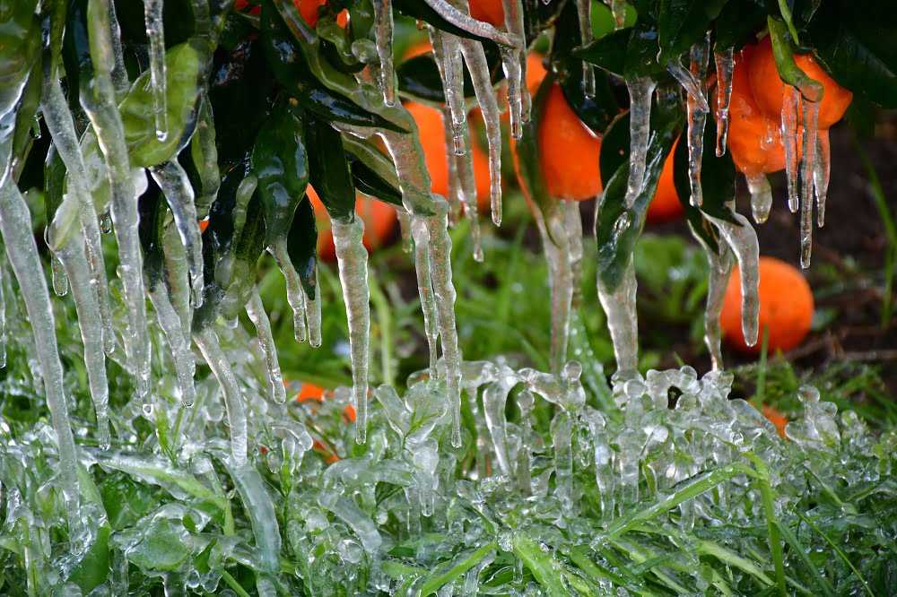 Στα 2,5 εκατομμύρια ευρώ οι ζημιές από τον παγετό στην Άρτα