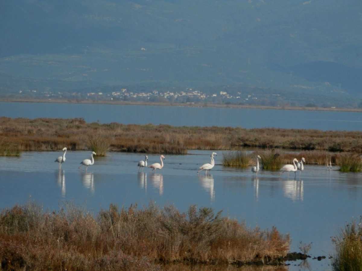 Έργα ύψους 111.000€ για την προστασία και διατήρηση της βιοποικιλότητας του Αμβρακικού