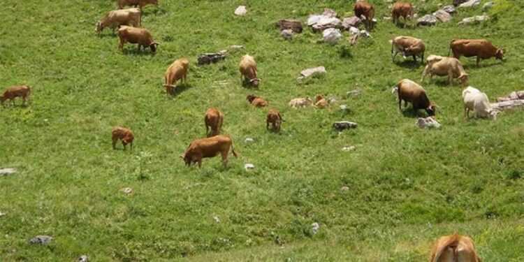 ΥΠΑΑΤ: Υπεγράφη σύμβαση ύψους 1,9 εκατ. για το Διαχειριστικό Σχέδιο Βόσκησης της Περ. Ηπείρου
