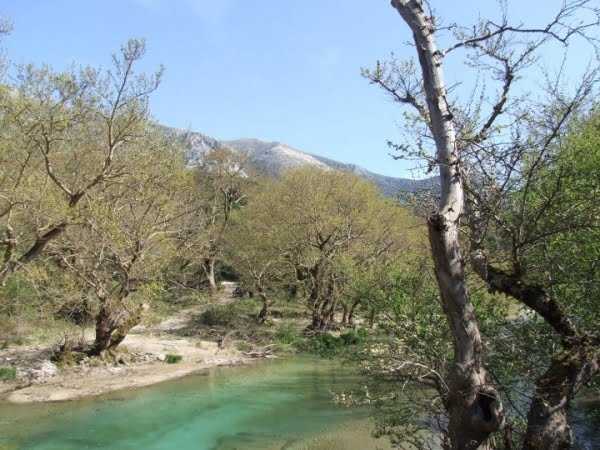 Η νόσος των πλατάνων συνεχίζει να καταστρέφει εκατοντάδες δέντρα στον Αχέροντα