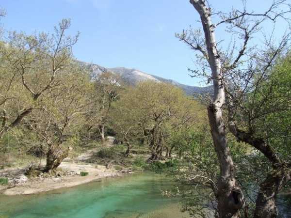 Η νόσος των πλατάνων συνεχίζει να καταστρέφει χιλιάδες δέντρα σε όλη την Ήπειρο