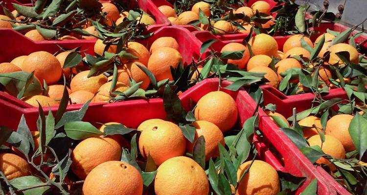 Στα ύψη η απώλεια εισοδήματος των αγροτών της Άρτας