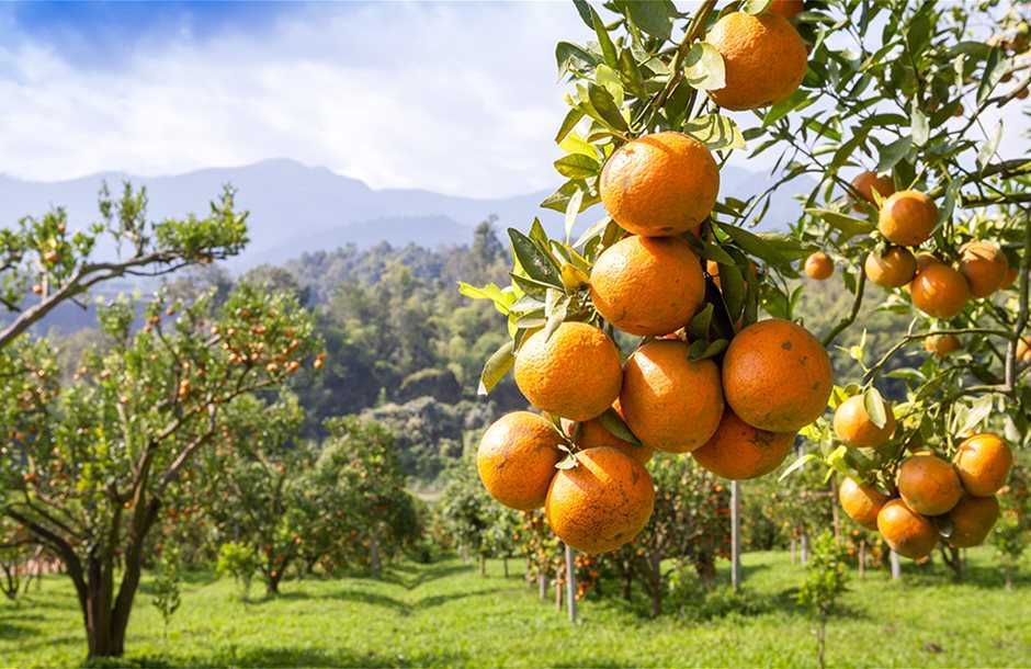 Σε 5 μήνες θα καταβληθούν οι αποζημιώσεις, στους παραγωγούς εσπεριδοειδών της Άρτας