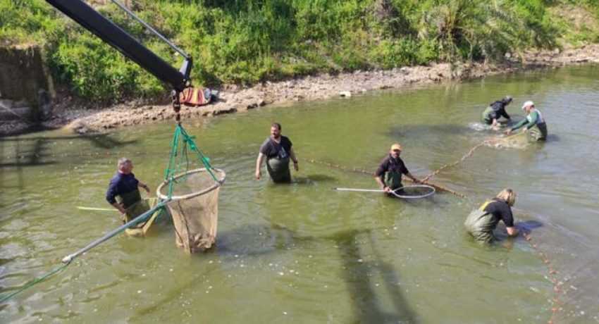 Μεταφορά ψαριών από τη λίμνη Βουλκαριά στην Παμβώτιδα