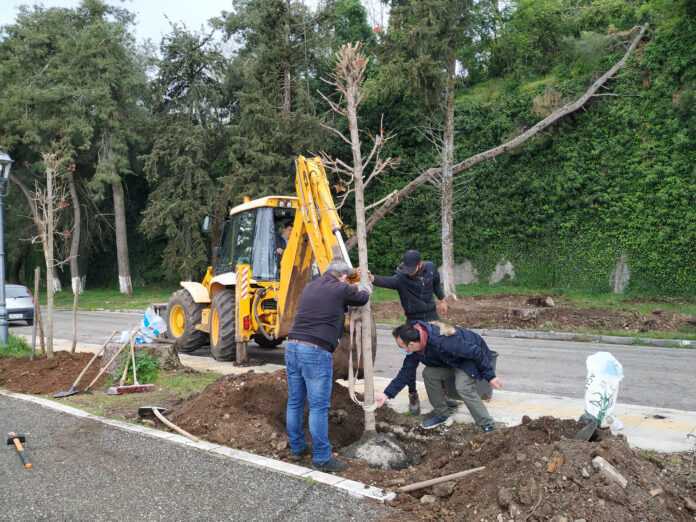 Ιωάννινα: Και άλλα άρρωστα πλατάνια εντοπίζονται στο Παραλίμνιο από τον φονικό μύκητα