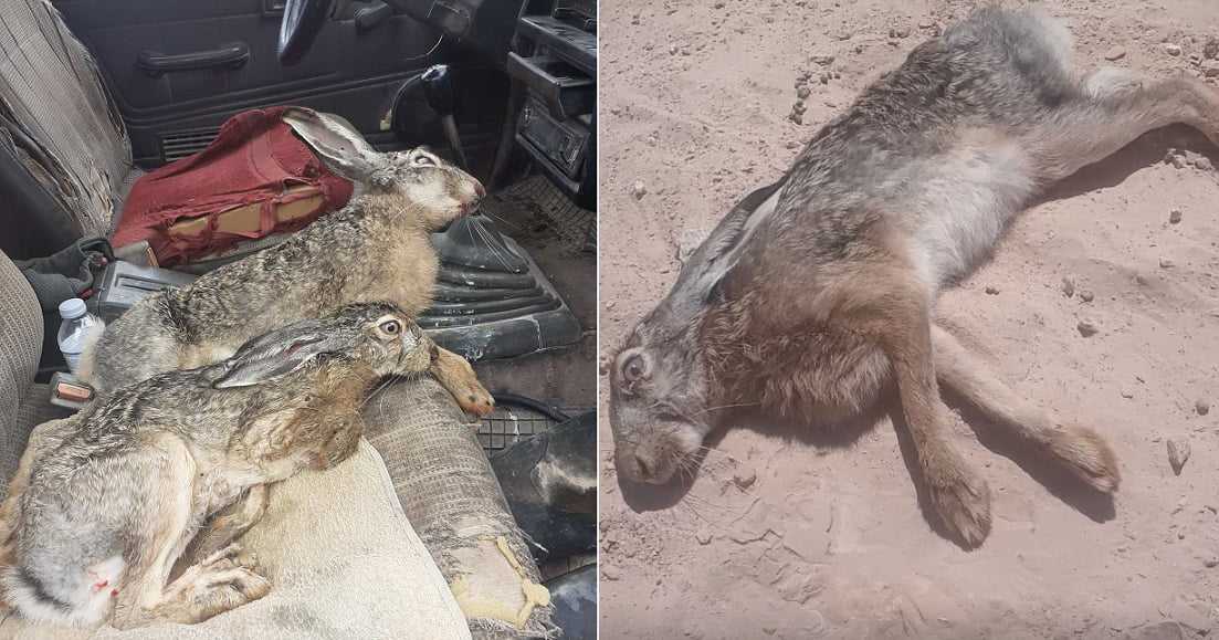 Ανάστατοι οι κυνηγοί στην Θεσπρωτία – Βρίσκουν λαγούς ψόφιους με τσιμπούρια