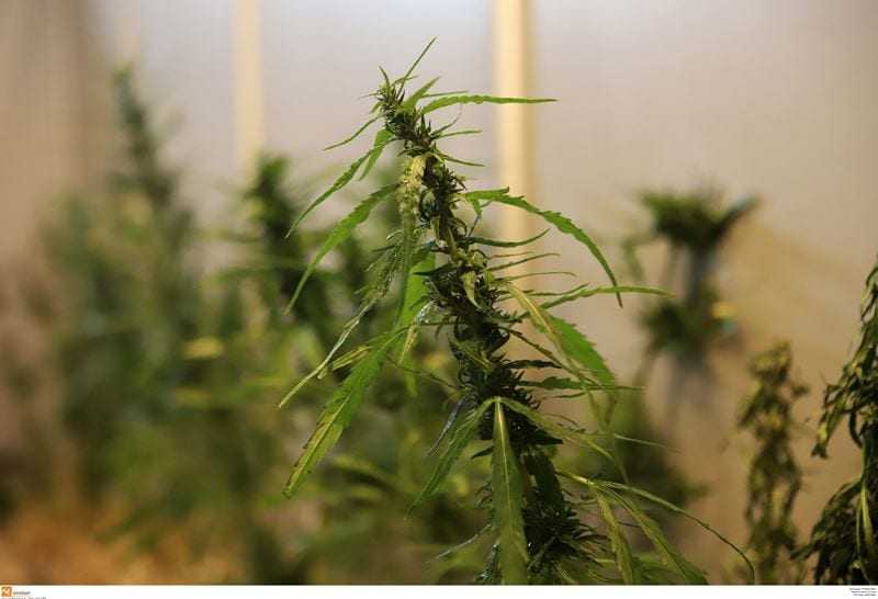 Δυο μεγάλες επενδύσεις για φαρμακευτική κάνναβη στην Ήπειρο