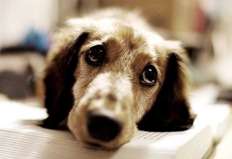 Σε διαβούλευση το νομοσχέδιο για κατοικίδια και αδέσποτα – Aυστηροποιεί τις ποινές για κακοποίηση και εγκατάλειψη.