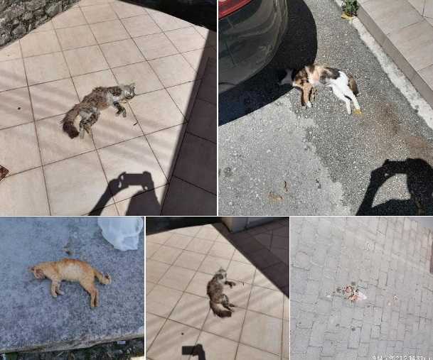 Κτηνωδία και στo Καναλάκι – Το ξεκαθάρισμα των αδέσποτων ζώων συντροφιάς στο Δήμο Πάργας συνεχίζεται