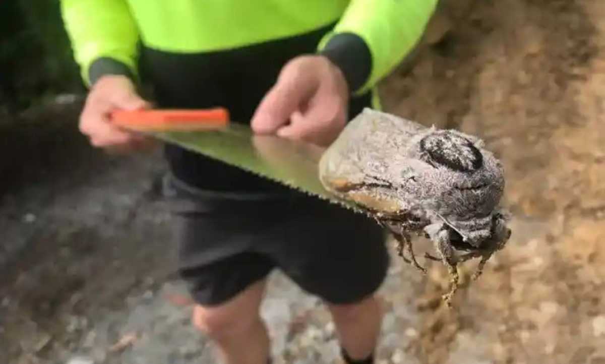 Αυστραλία: ‘Ισως ο μεγαλύτερος σκώρος στον κόσμο -‘Ανοιγμα φτερών ως 25 εκατοστά