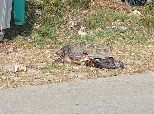 Πεταμένη στα σκουπίδια νεκρή καρέτα-καρέτα στην παραλία του Δρεπάνου