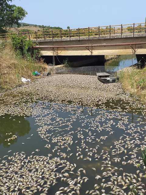 Εικόνες που σοκάρουν στη Βόνιτσα: Χιλιάδες νεκρά ψάρια
