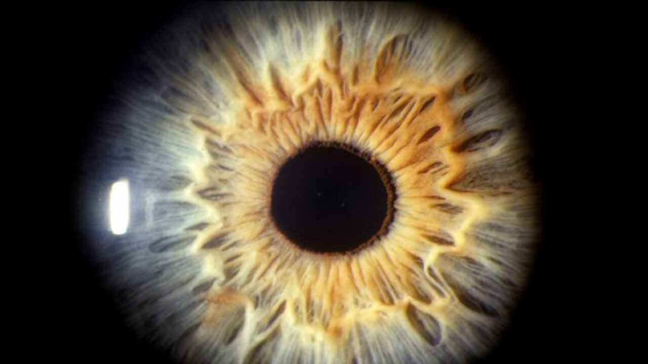 Οι κόρες των ματιών «παράθυρο» στη νοημοσύνη; Τα συμπεράσματα νέας μελέτης