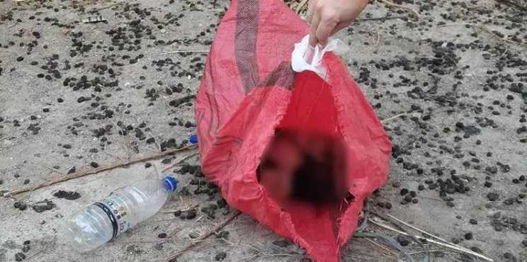 Κτηνωδία: 79χρονος σκότωσε γάτα και μετά την πέταξε στα σκουπίδια