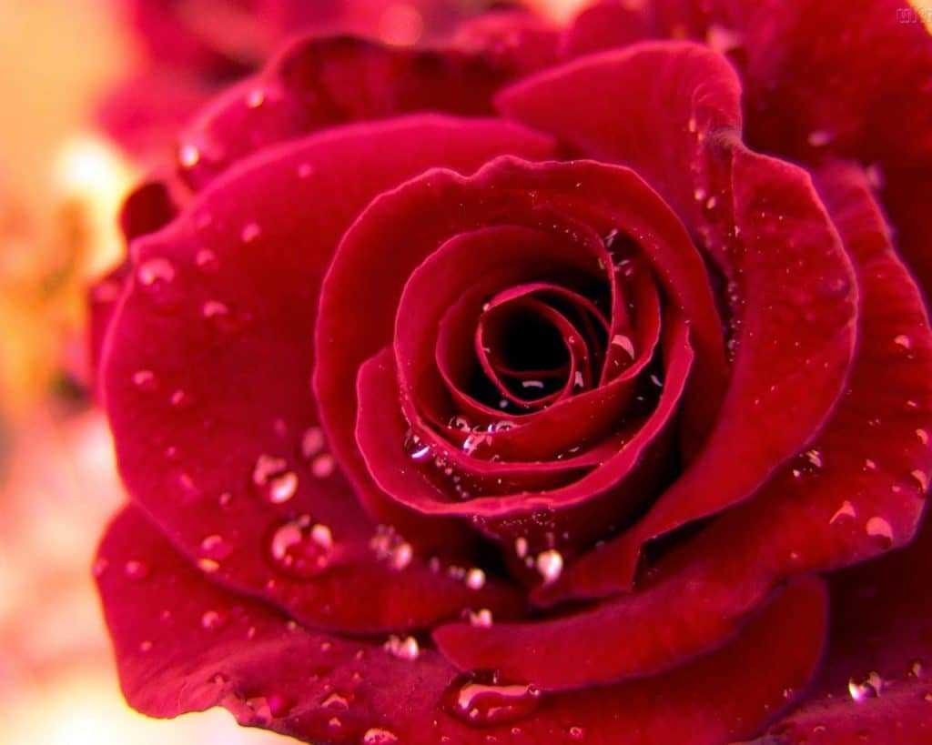 Τριαντάφυλλο: Ένας πολύτιμος σύμμαχος στη “μάχη” για την ομορφιά μας!