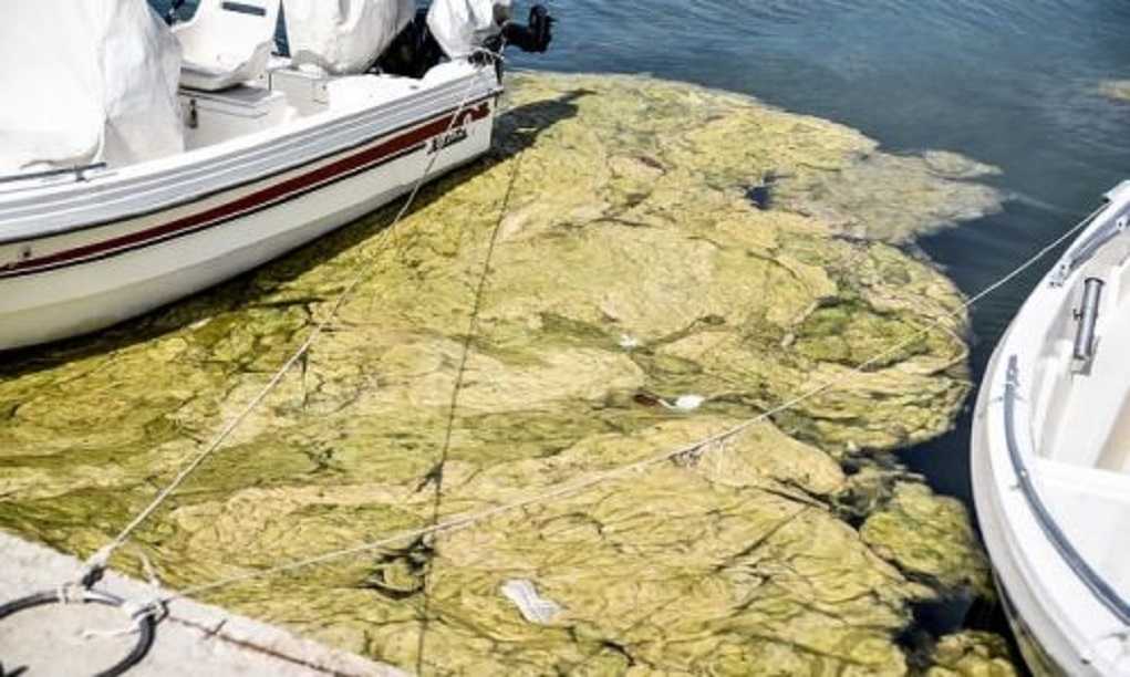Παχύ στρώμα νεκρών φυκιών έχει ξεβραστεί στις ακτές του Αμβρακικού