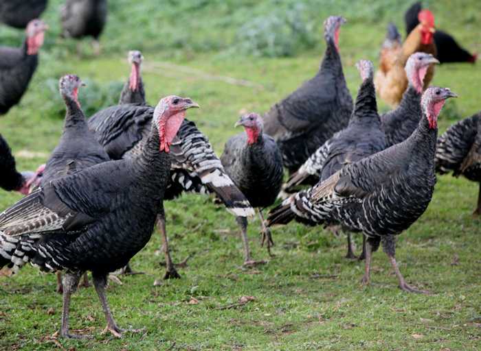 Αιφνιδιαστικό εμπάργκο της Αλβανίας στις εισαγωγές γαλοπούλας από την Ελλάδα – Σε δύσκολη θέση χιλιάδες εκτροφείς,