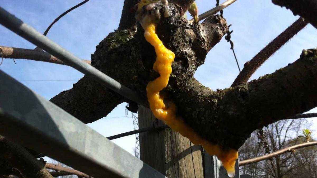 Εμφανίστηκε «Βακτηριακό έλκος της Ακτινιδιάς» στην Αιτωλοακαρνανία – Συναγερμός στην Άρτα