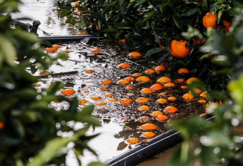 Αναρτήθηκαν τα πορίσματα από ζημιές που προκλήθηκαν σε εσπεριδοειδή στον Δήμο Αρταίων