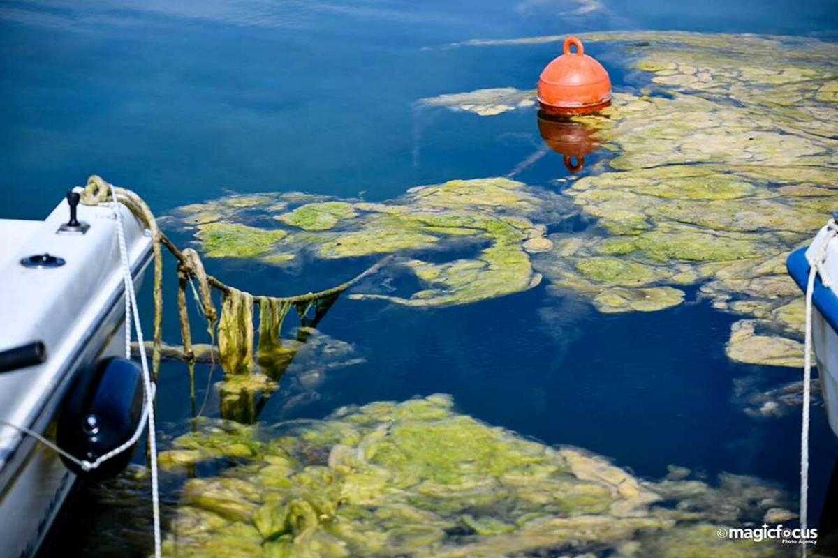 «Πνίγηκε» στα πράσινα φύκια το λιμάνι της Πρέβεζας