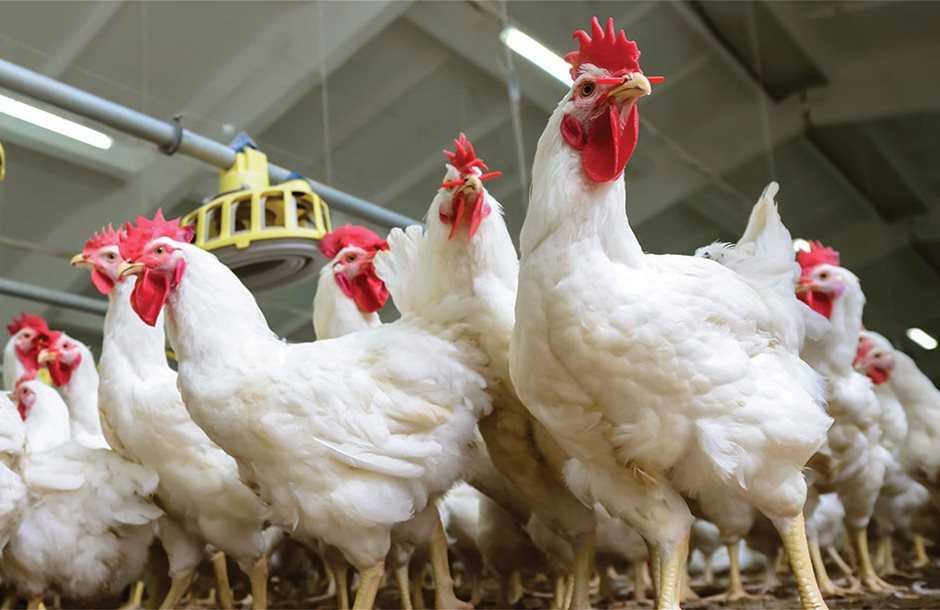 Δωρεάν πρόγραμμα κατάρτισης πτηνοτροφίας στην Άρτα