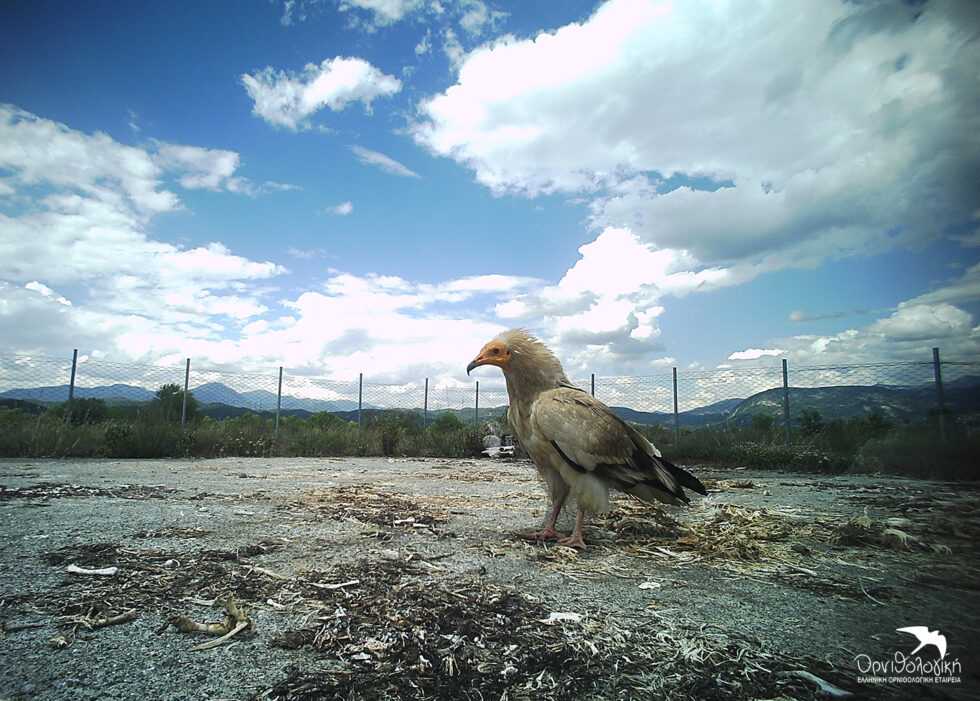 Η επιστροφή των Κουκάλογων: Oι γύπες-σύμβολο της Hπειρώτικης φύσης μας τιμούν και φέτος με την παρουσία τους
