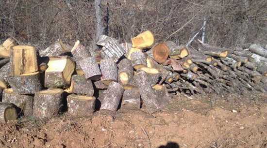 Ιωάννινα: Λαθροϋλοτόμος έστησε πριονοκορδέλα δίπλα στο δάσος