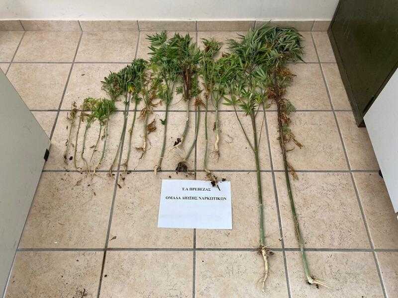 Εντοπίστηκε χασισοφυτεία στο Βουβοπόταμο Πρέβεζας