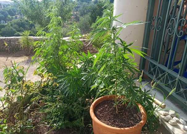 Καλλιεργούσε φυτεία κάνναβης στην Πέρδικα Θεσπρωτίας
