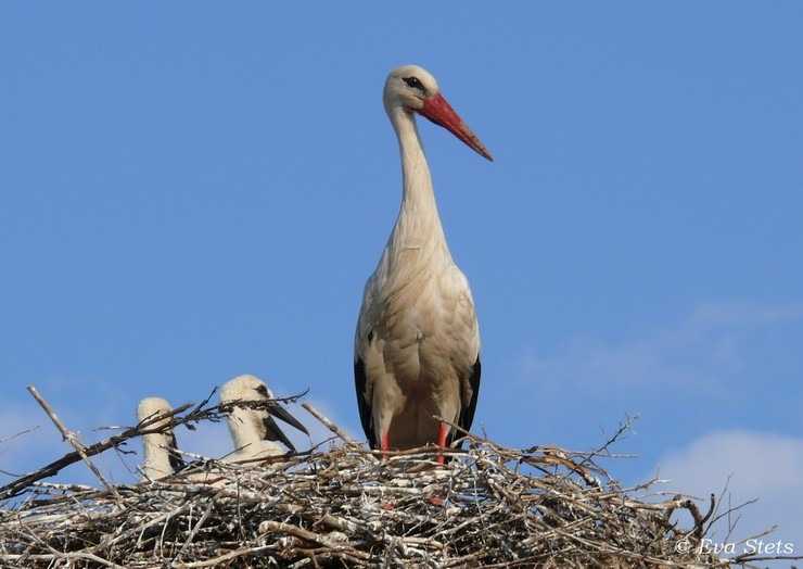 Μείωση του αριθμού των νεοσσών των πελαργών σε Πρέβεζα και Θεσπρωτία 