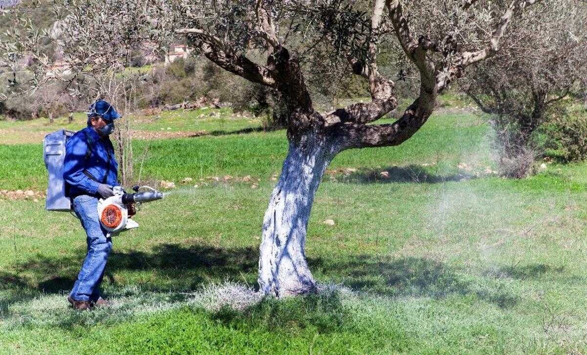 Ξεκινά ο δολωματικός ψεκασμός ελαιοδένδρων στην Π. Ε Πρέβεζας