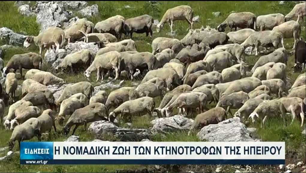 Η ΕΡΤ Ιωαννίνων συνάντησε τους βοσκούς στα Θεοδώριανα της Άρτας (video)