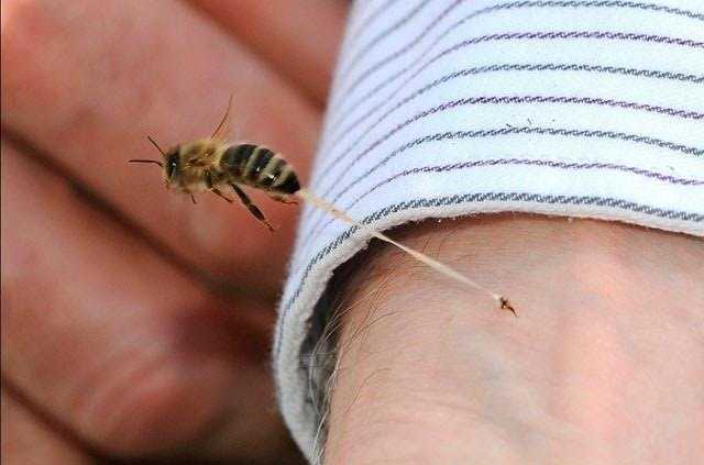 Τραγικός θάνατος: Πέθανε από τσίμπημα σφήκας που είχε φωλιάσει στη μηχανή αυτοκινήτου