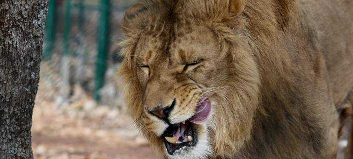 Φρίκη: Λιοντάρια κατασπάραξαν τρία παιδιά, όταν έφευγαν από το σχολείο!