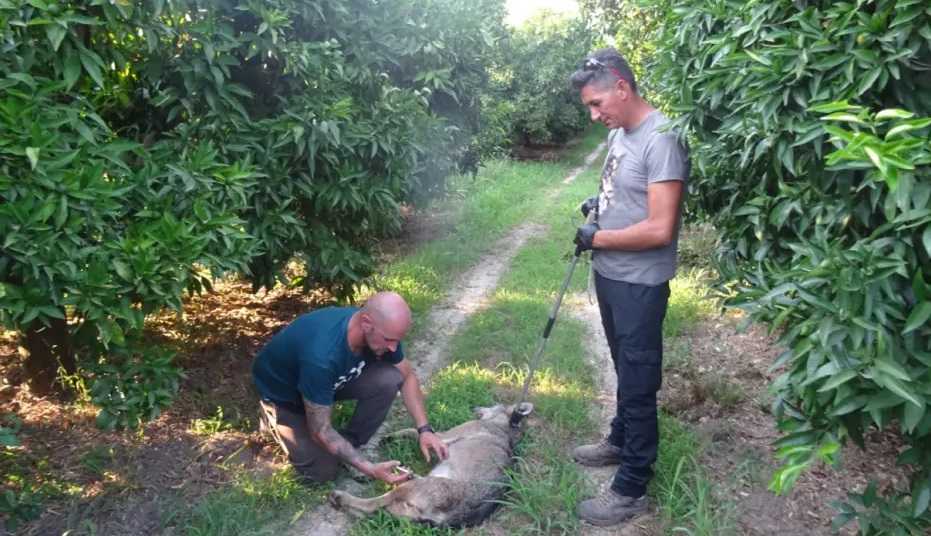 Ο «Αρκτούρος» απεγκλώβισε λύκο στην Θεσπρωτία που πιάστηκε σε παγίδα για αγριόχοιρους